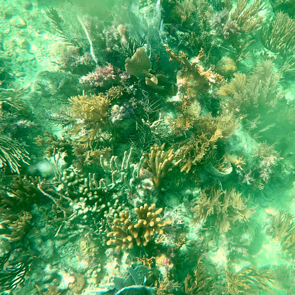 Diving to see coral