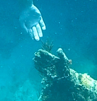 Mrs Padilly diving Christ of the Abyss